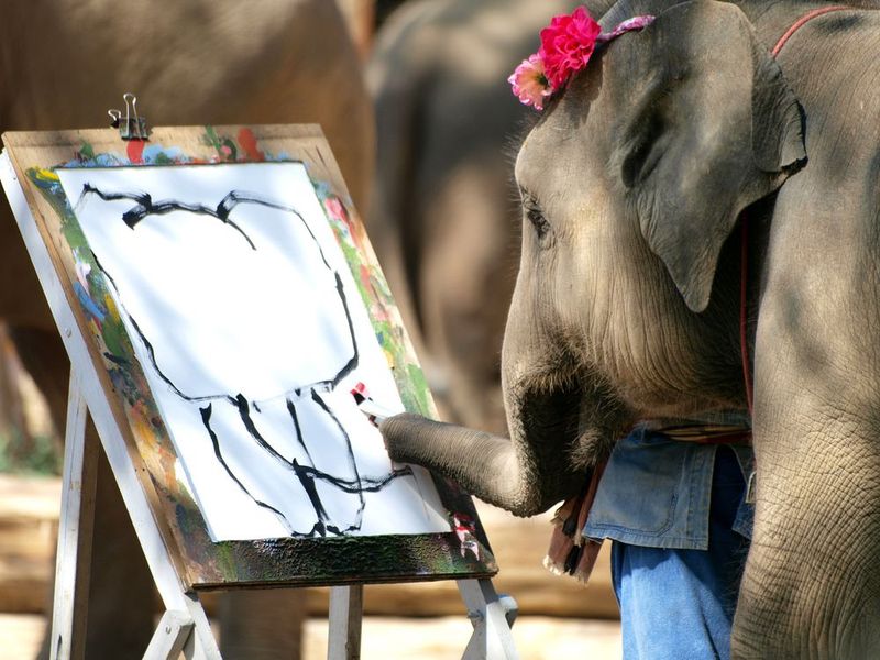 Elephant