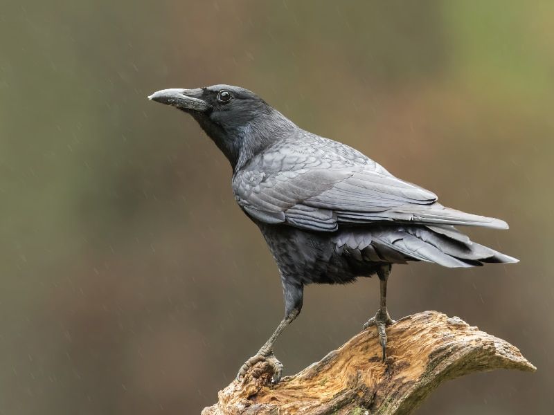 Raven
