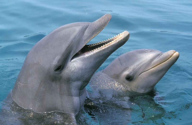 Dolphin