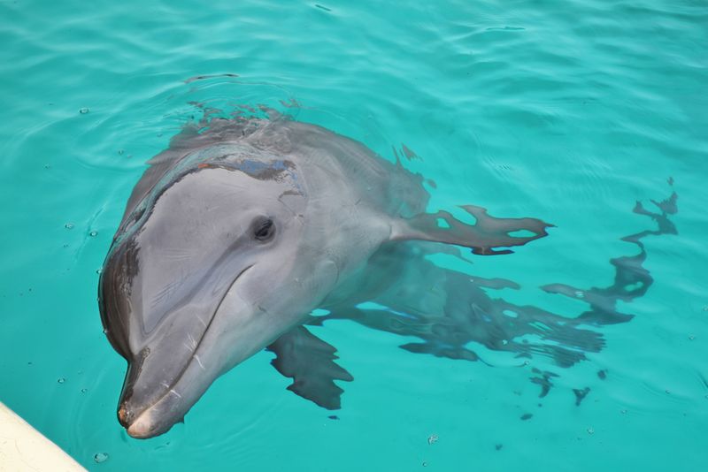 Dolphin