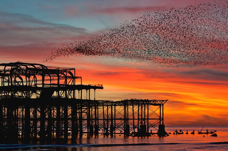 Mass Bird Murmurations