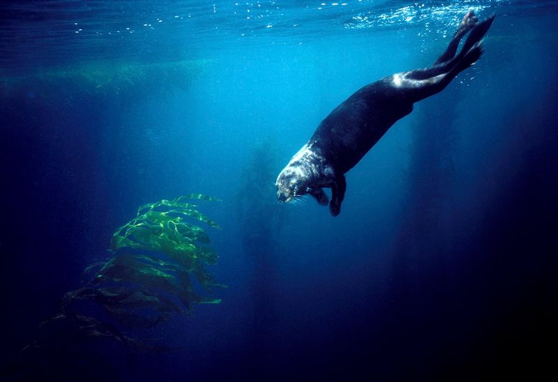 Sea Otter