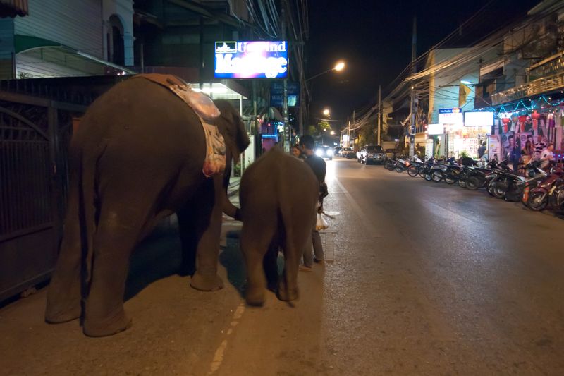 Elephant Strolls Through Chiang Mai
