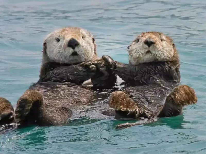 Otter Hand-Holding