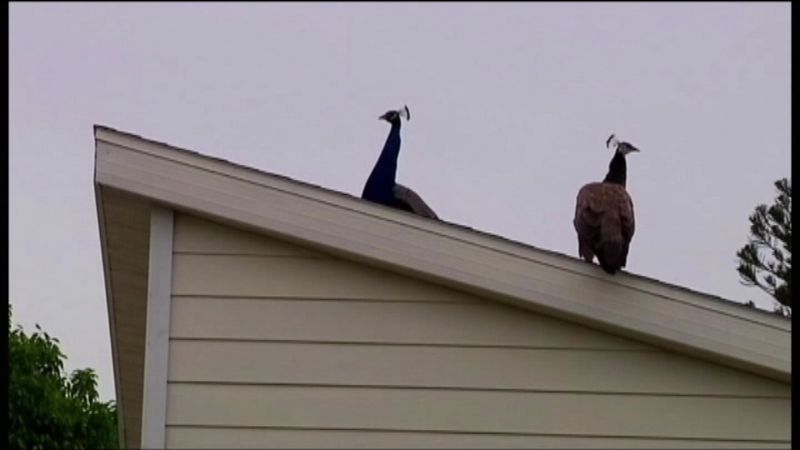 Peacock on a Rooftop