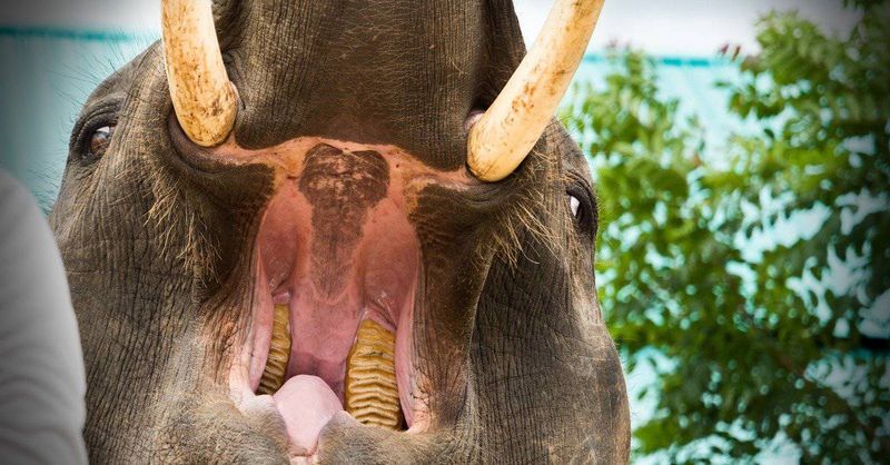 Elephant
