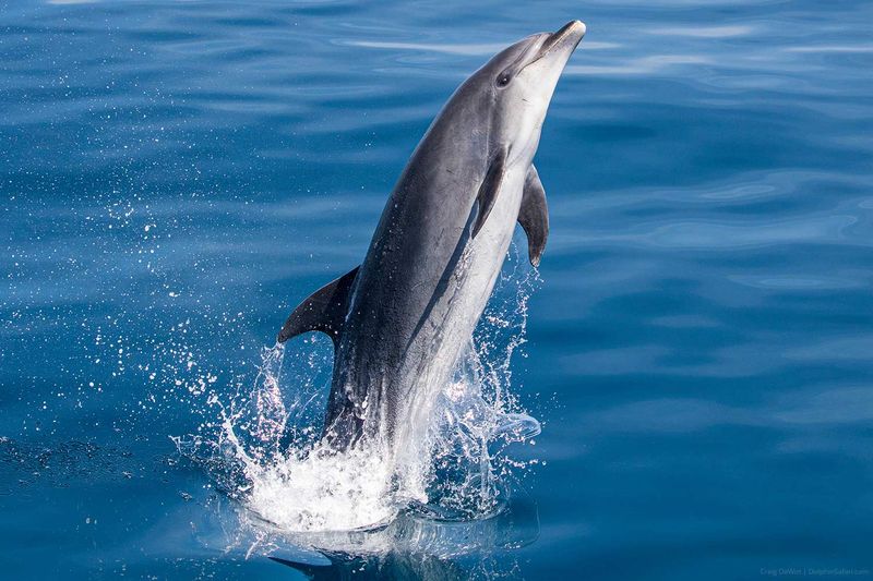 Dolphins