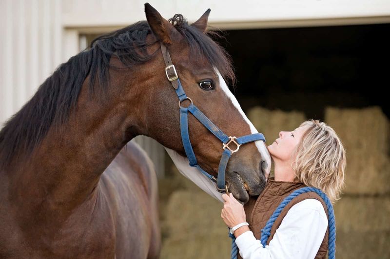 Horses