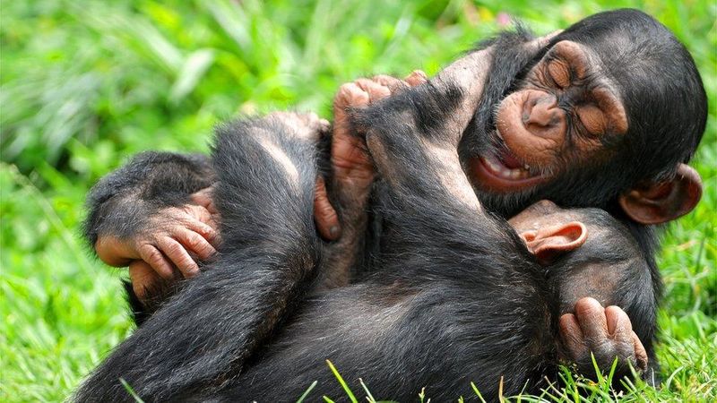 Chimpanzees