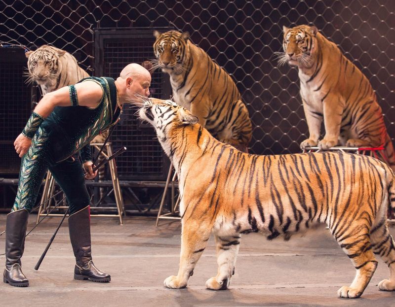 Tigers