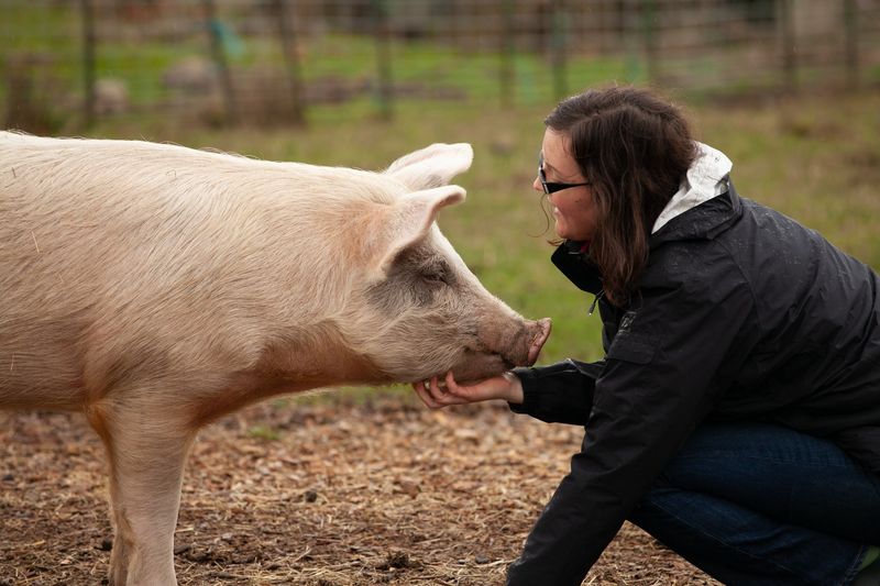 Pigs