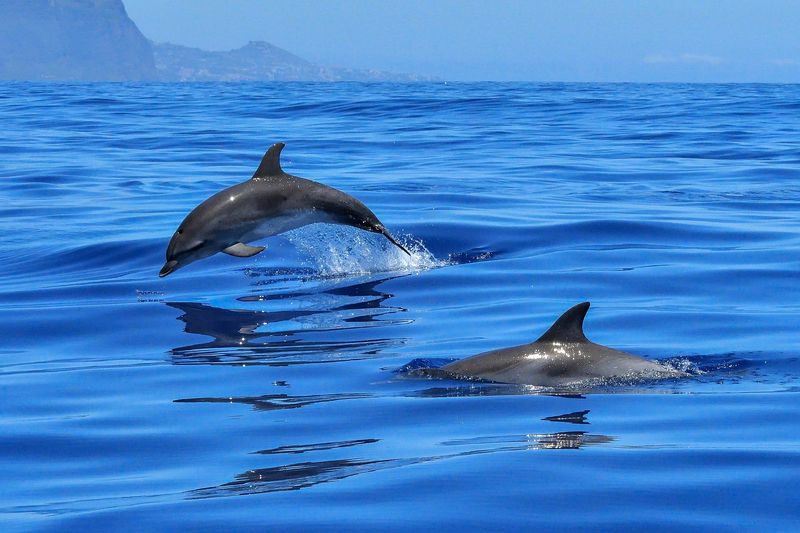 Dolphins' Communication