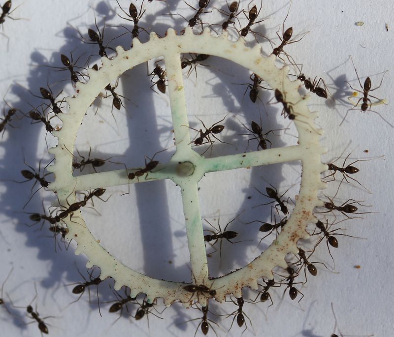 Ants' Collective Intelligence
