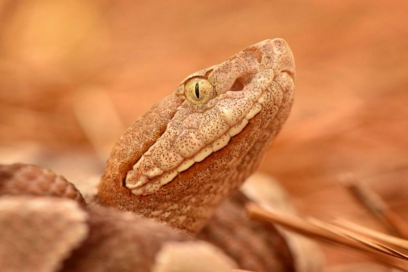 Snakes Hypnotize Their Prey