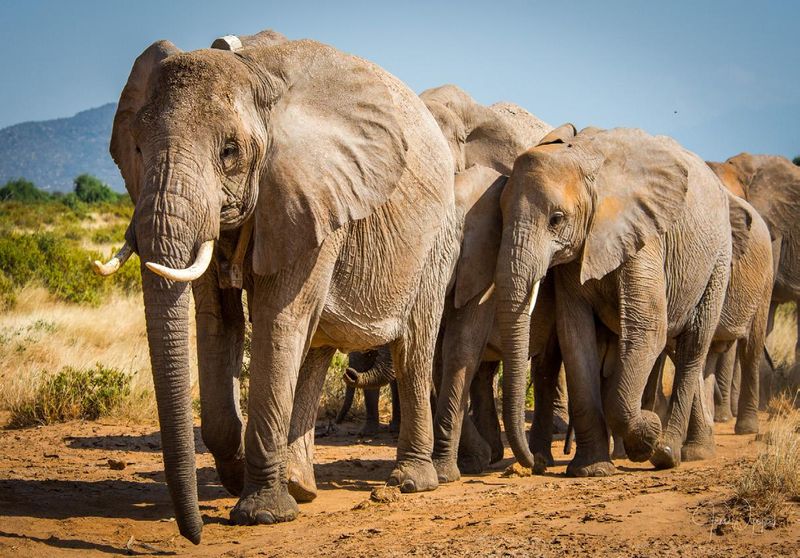 Elephants Never Forget