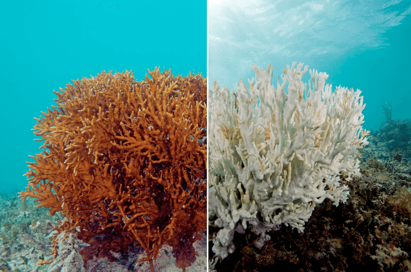 Coral Reefs Recover
