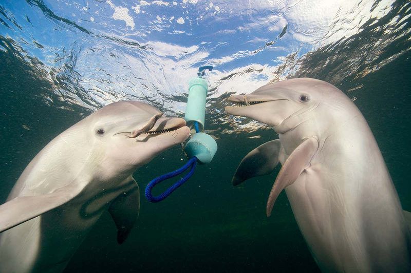 Dolphins and Communication
