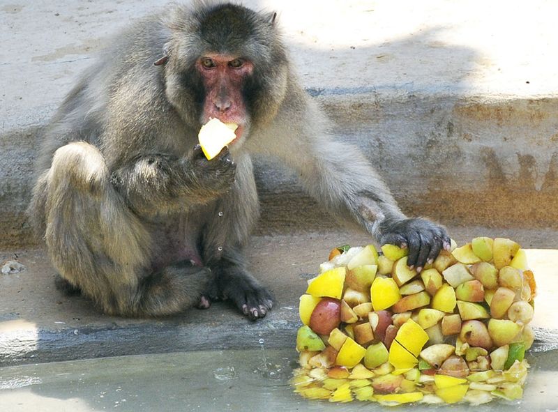 Primates and Frozen Treats