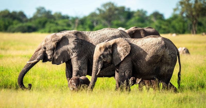 Elephants