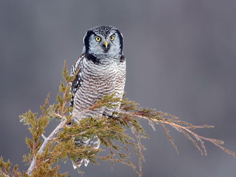 Northern Hawk Owl (Surnia ulula)