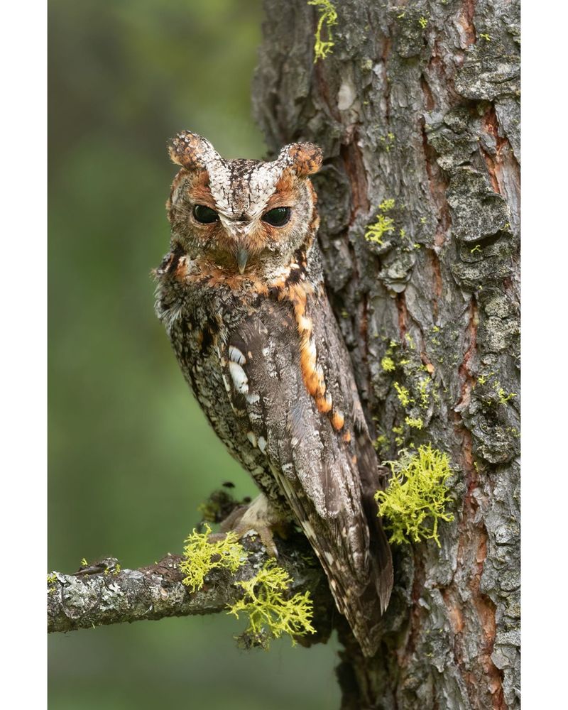 Flammulated Owl