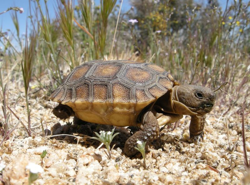 Desert Tortoise