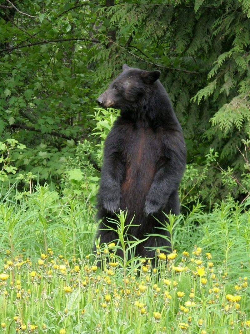 Bear Encounters