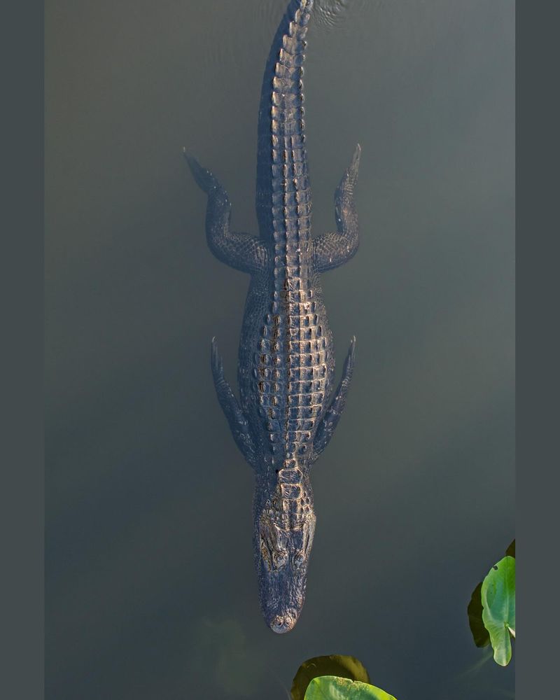 American Alligator