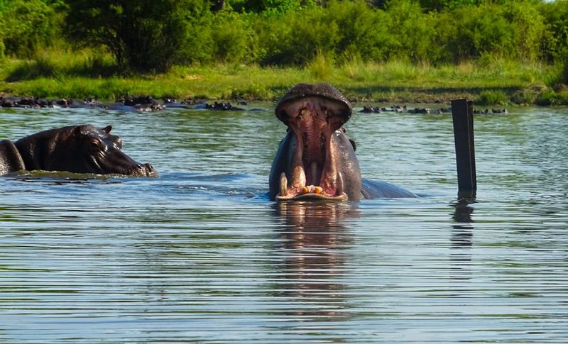 Aggressive Hippos