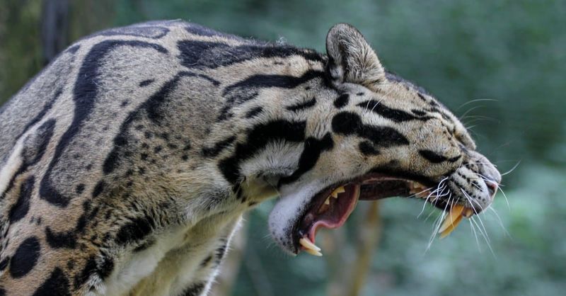 Remarkable Dentition