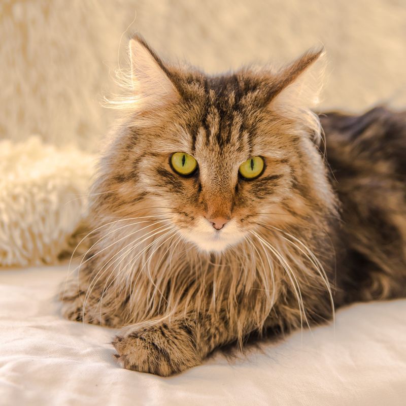 Golden Norwegian Forest Cat