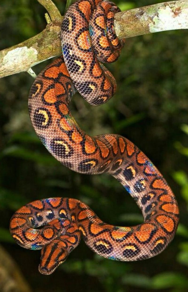 Brazilian Rainbow Boa