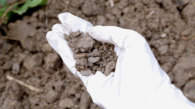 Soil and Plant Toxicity