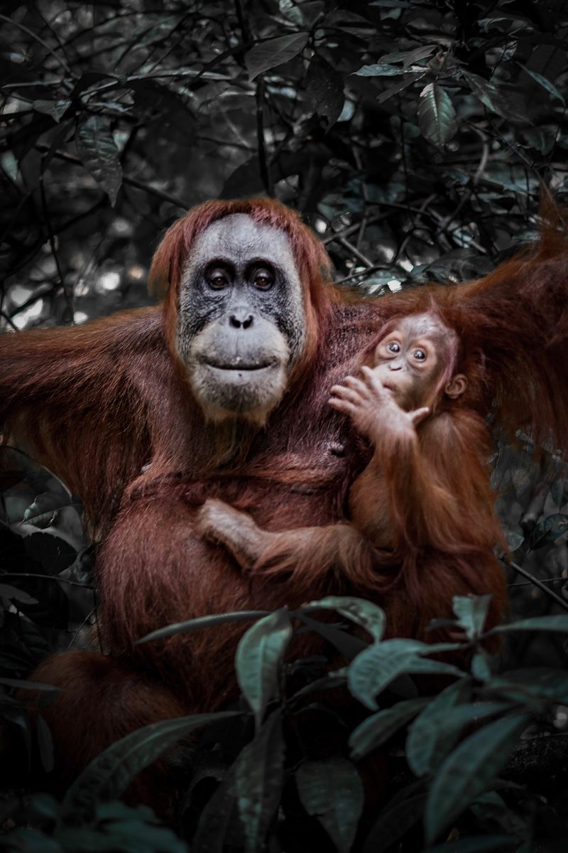 Orangutans
