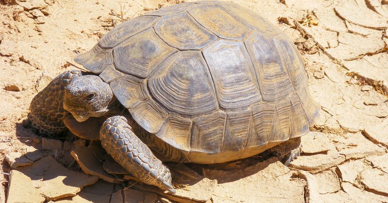Desert Tortoise