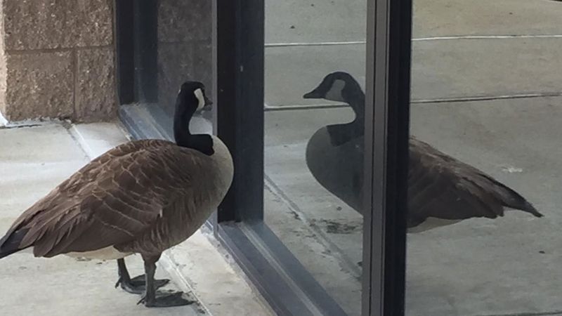 Canadian Goose