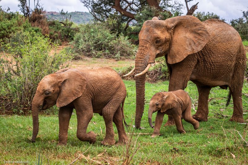 African Elephant