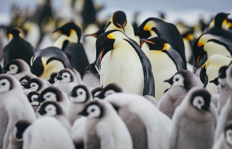 Emperor Penguin