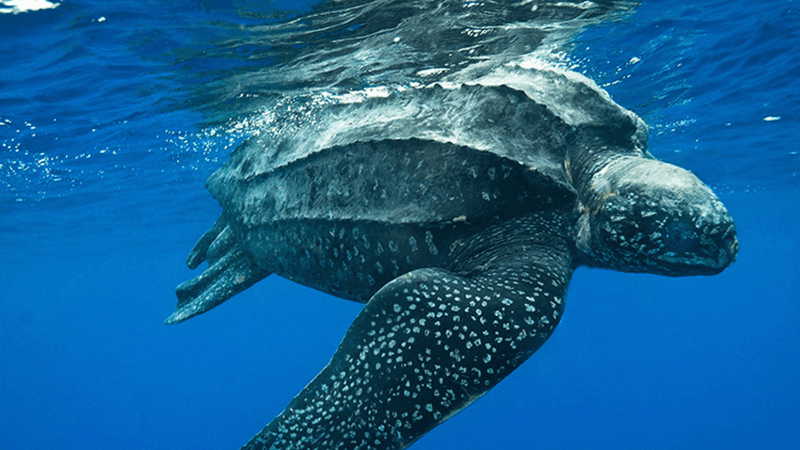 Leatherback Sea Turtle