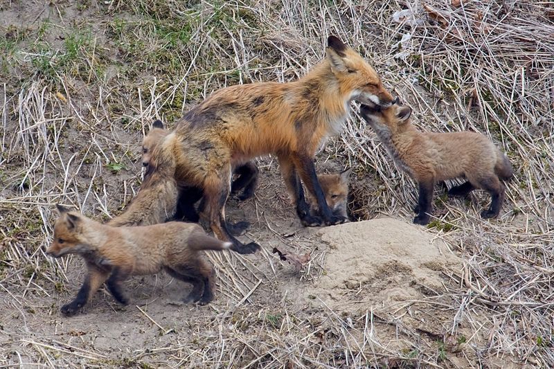 Red Fox