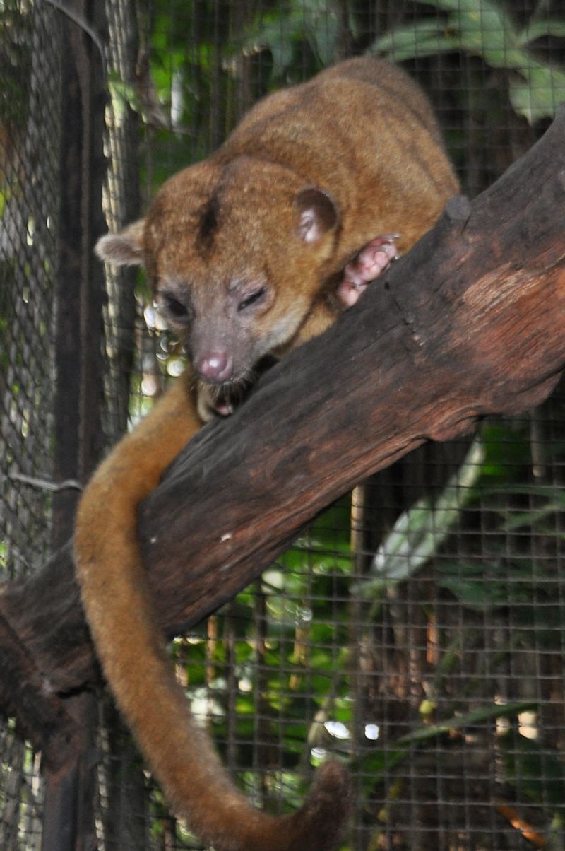 Kinkajou