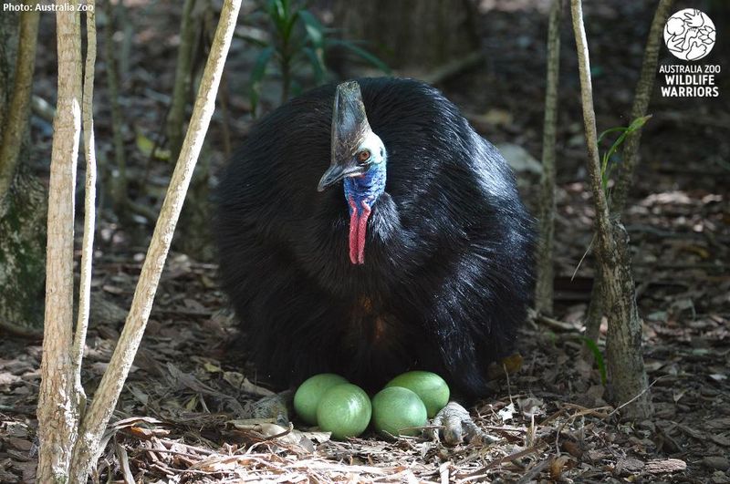 Cassowary