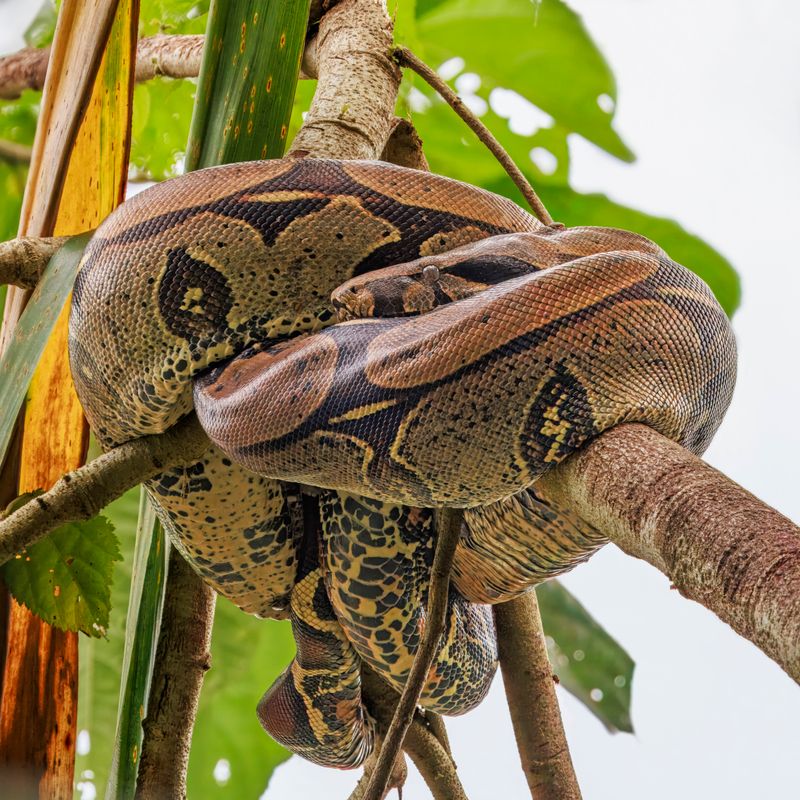 Injurious Wildlife