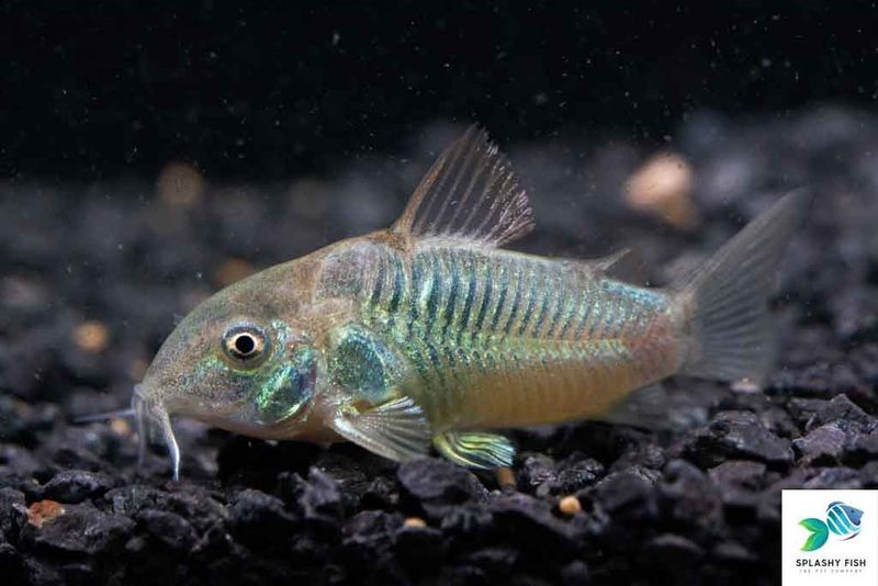 Corydoras Catfish
