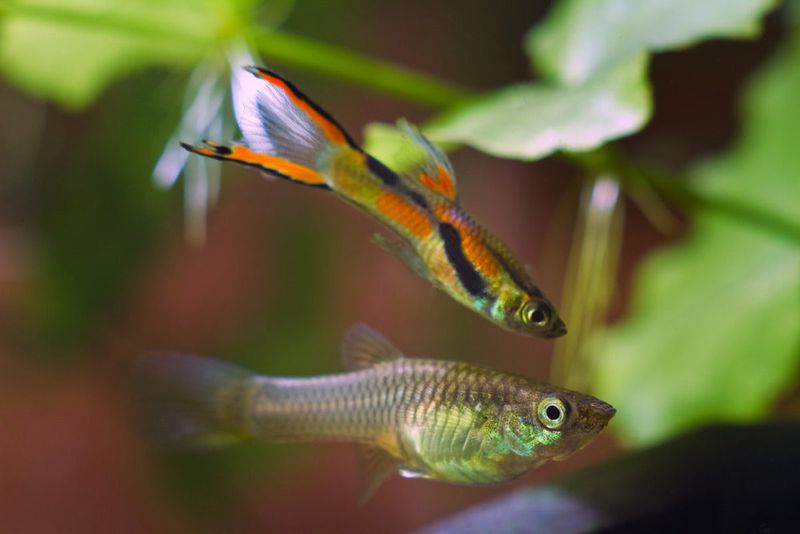 Endler's Livebearer Guppy
