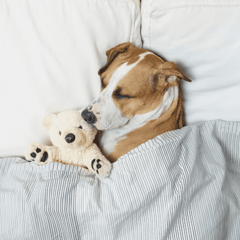 Calm Sleep