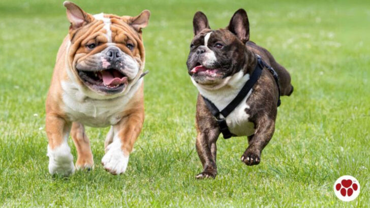 English Bulldog vs French Bulldog: What’s the Difference?