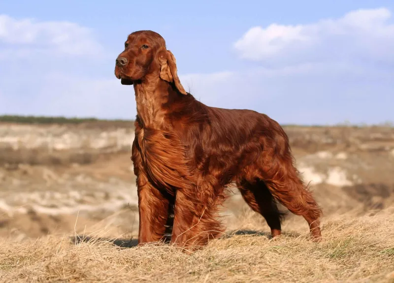 Irish Blue Setter