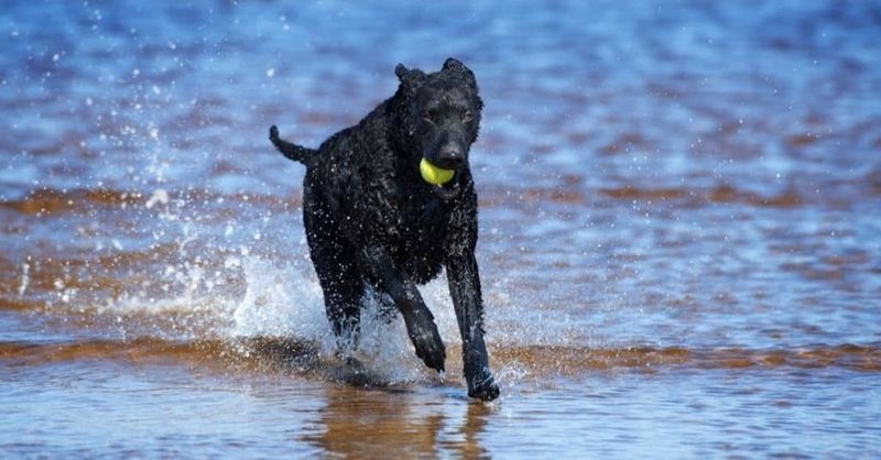 Curly-Coated Retriever