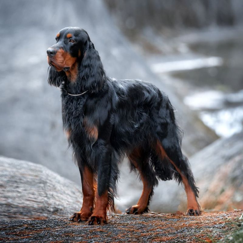 Gordon Setter